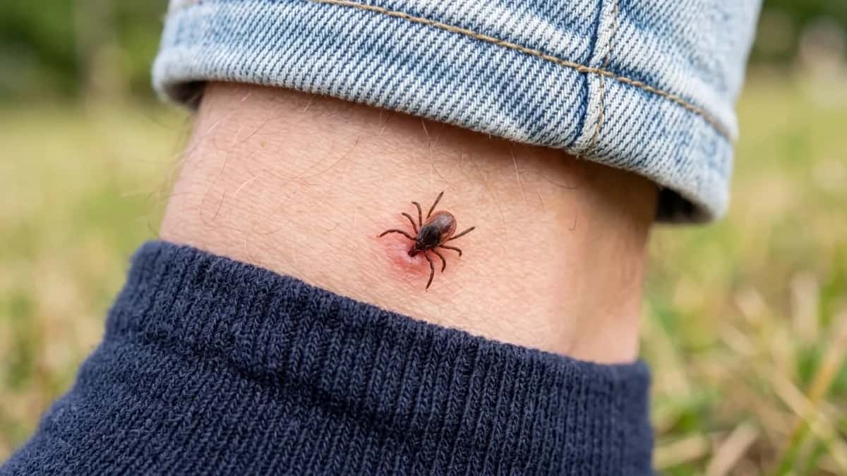 100 мл в воду — и прожорливые клещи не приблизятся даже на километр: защита лучше дорогих репеллентов