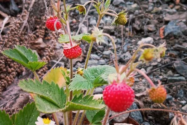 В уральских лесах поспела земляника