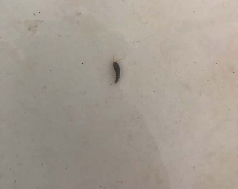 Первоуральцев напугали насекомые, выпадающие из водопроводного крана 