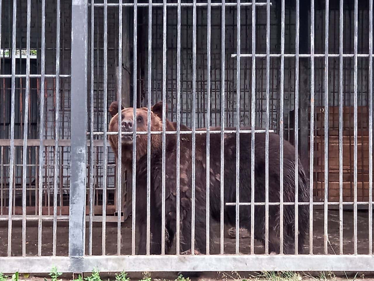 Жители Первоуральска переживают из-за животных в зоопарке 