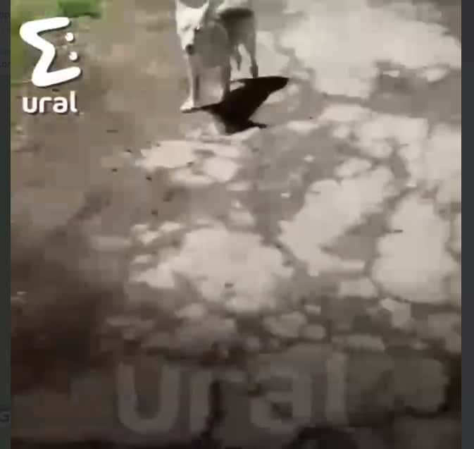 Найденная на Урале мёртвой 16-летняя девушка записала перед гибелью шуточное видео 