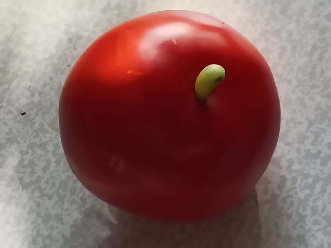 В окрестностях Первоуральска вырастили необычные помидоры 