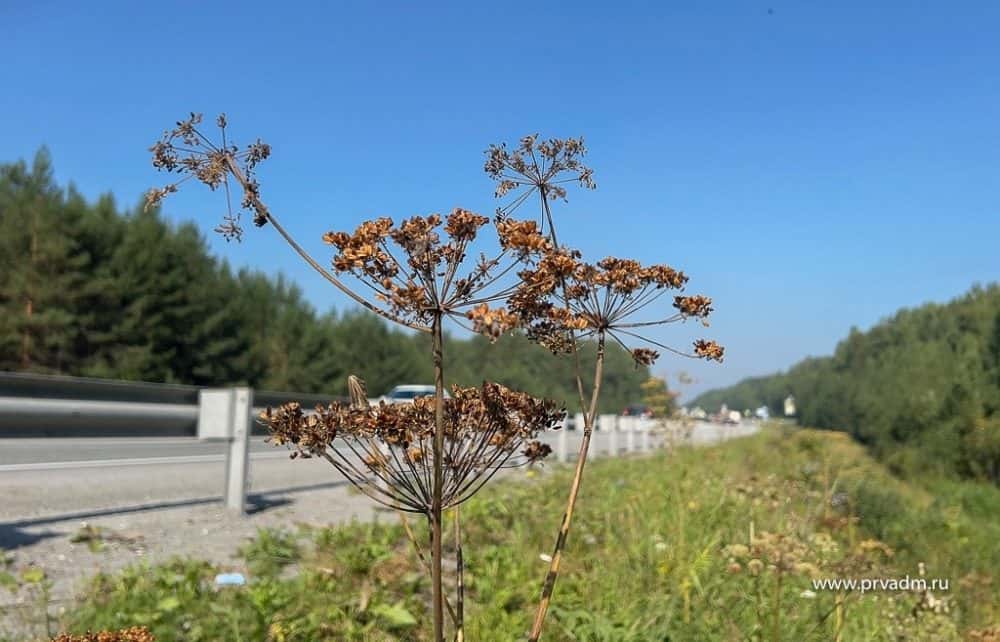 В горхозяйстве Первоуральска рассказали о борьбе с борщевиком 