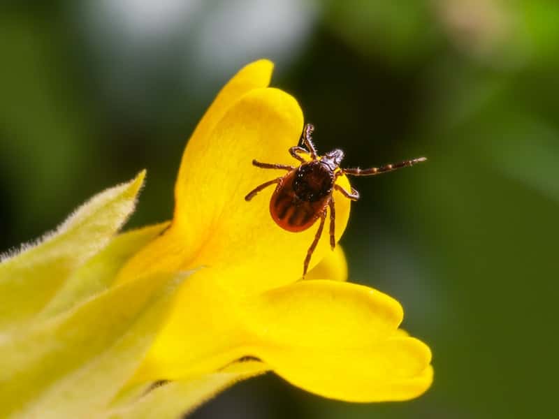 В Первоуральске подсчитали количество покусанных клещами