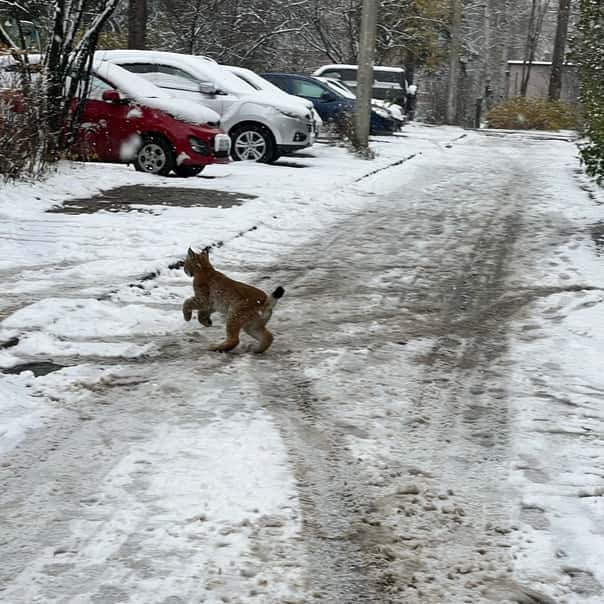 В Первоуральске на улице заметили рысёнка