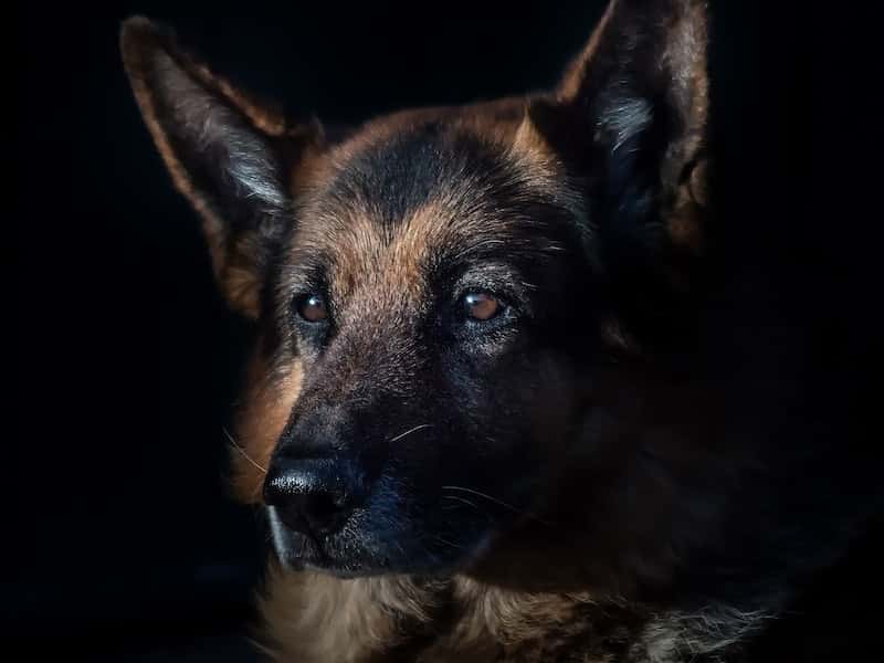 С начала осени в Первоуральске отравилось 13 собак