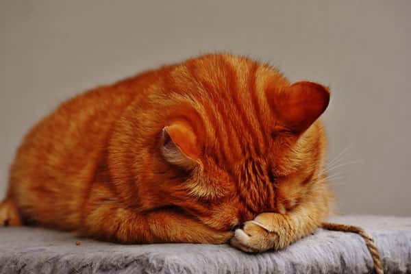 В Подмосковье кота упаковали в коробку и выбросили на помойку 