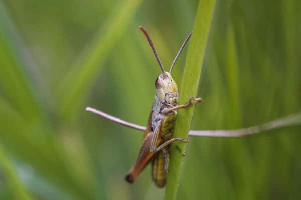 Саранча грозит югу России летом 2024 года