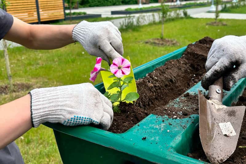 Как Первоуральск готовится к лету: высадка цветов и обустройство клумб продолжаются