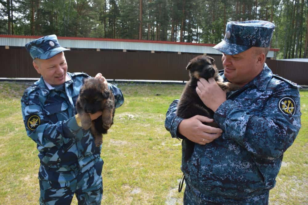 Первоуральские кинологи отмечают сразу два профессиональных праздника