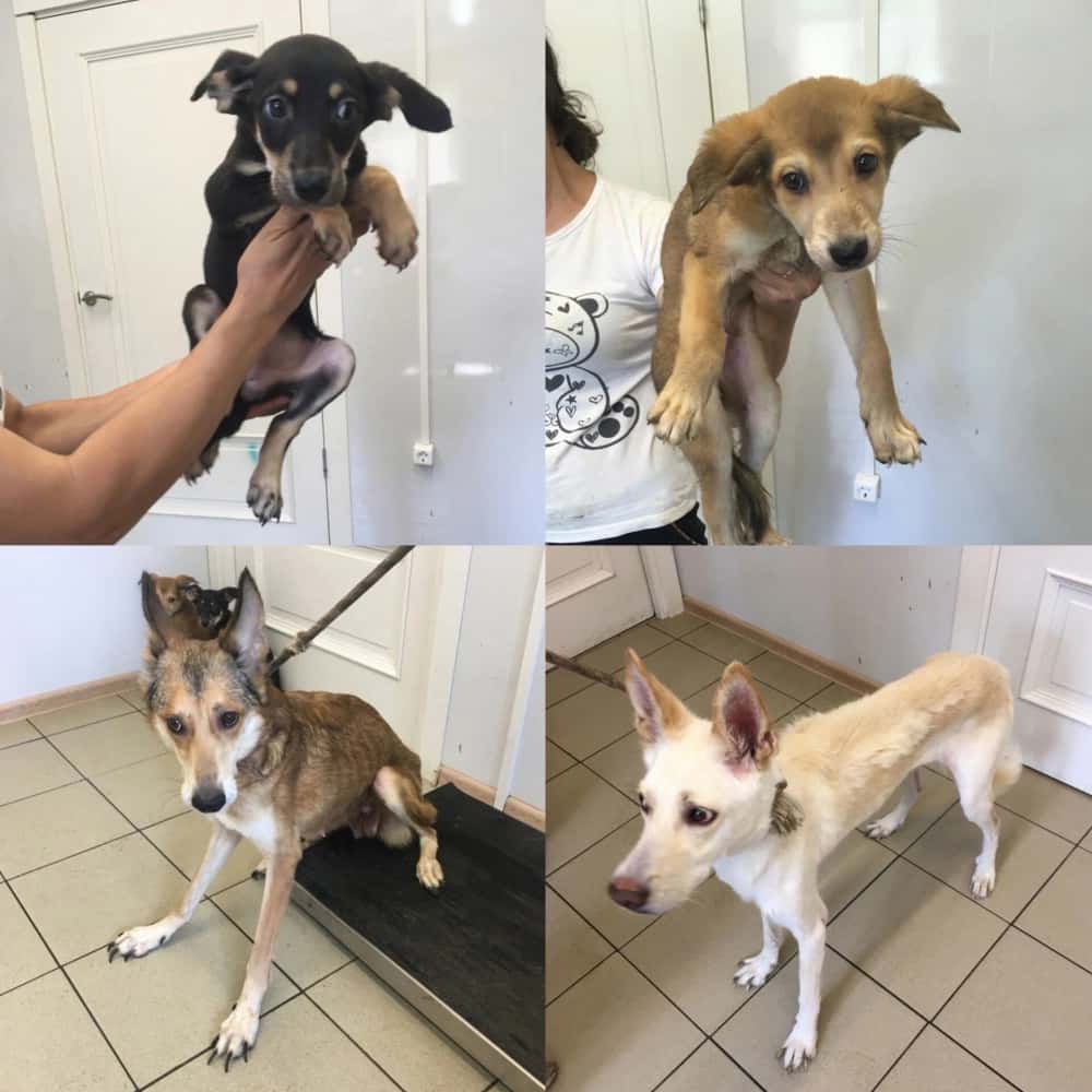 Активисты зоозащитного движения спасли истощенных собак в Первоуральске