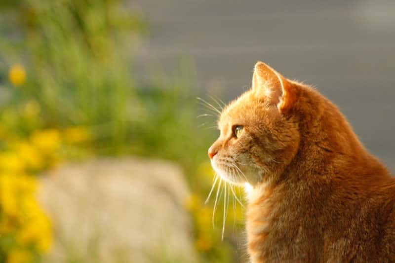 Американские ученые пришли к выводу, что кошки грустят из-за умерших компаньонов