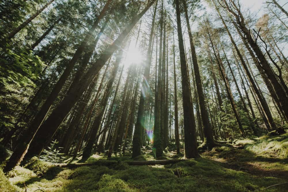 Новая разработка красноярских ученых: установка для производства биотоплива из шишек и хвои