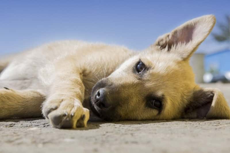 Мошенники выманили у жительницы Первоуральска 36 310 рублей, обещая продать щенка