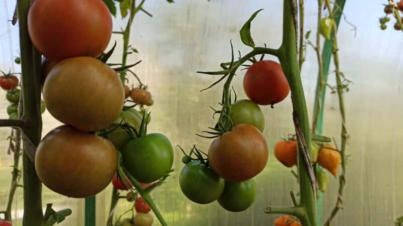 Врач Екатерина Кашух рассказала о пользе помидоров