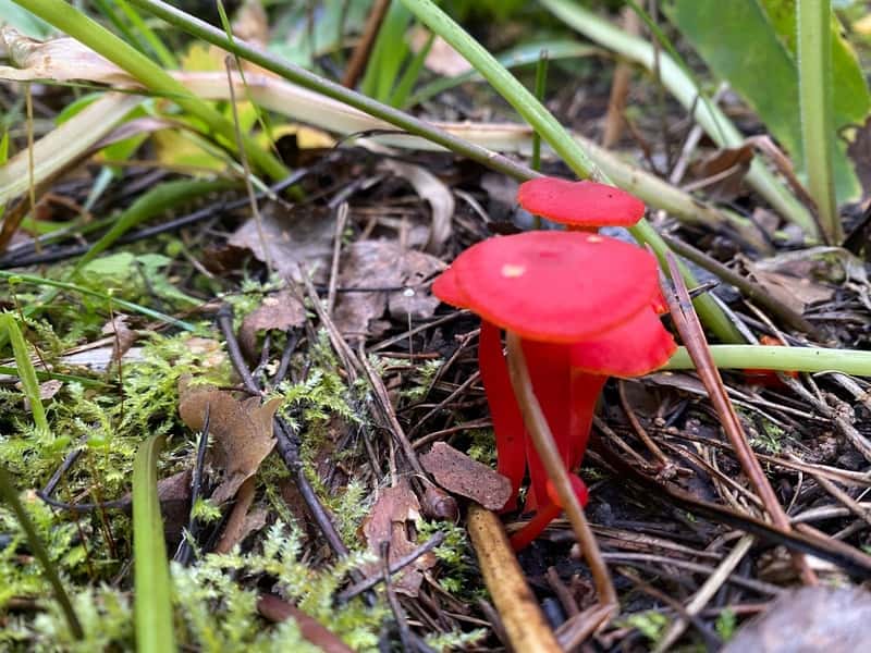 В Свердловской области нашли необычный гриб ярко-красного цвета