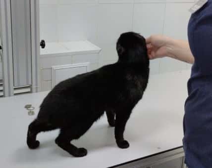 В Первоуральске нашли кота с пулей в бедре