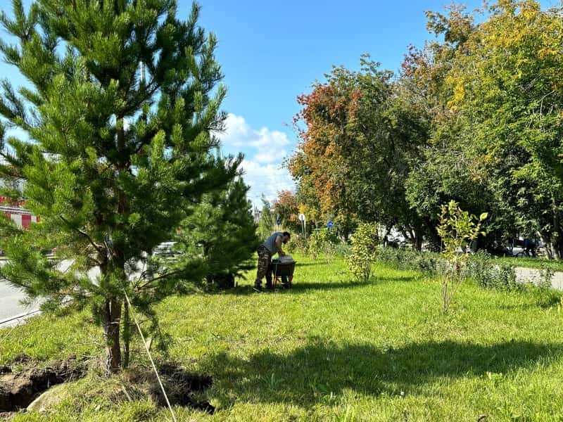 В Первоуральске появятся около 30 новых сосен