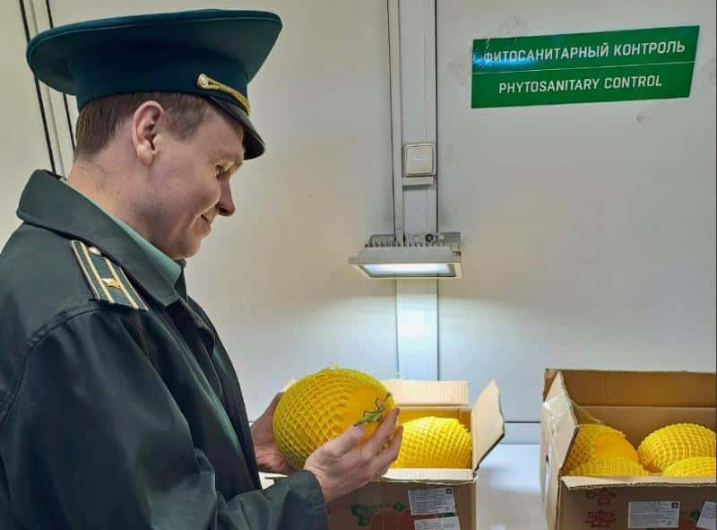 Уральская таможня оформила свыше 500 тонн дынь