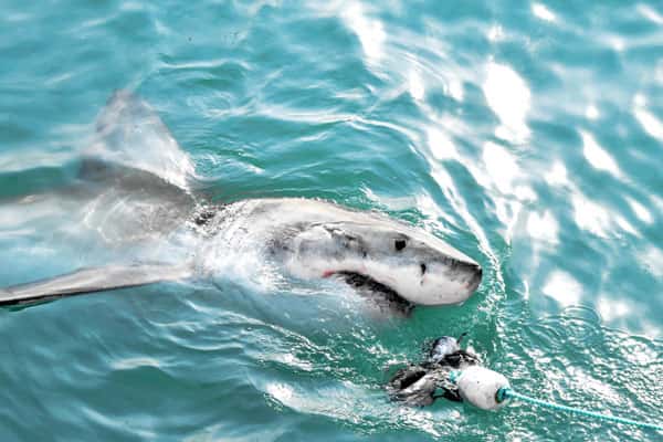 В России нашли кости мегалодона