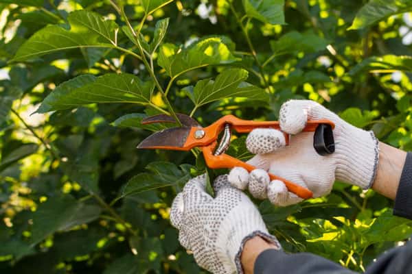 Новые санкции ждут уральских дачников