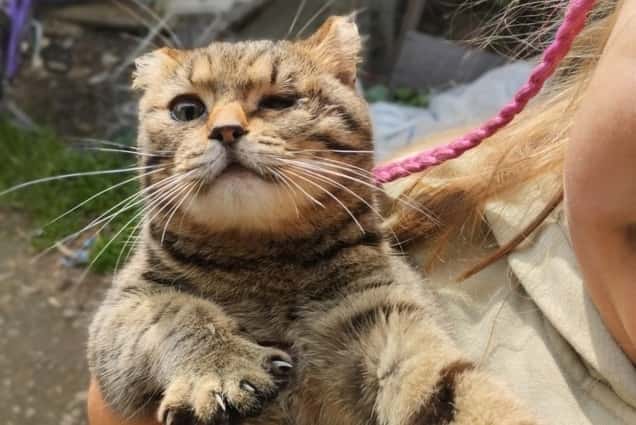 В Первоуральске кот с пулей в бедре привел к зоозащитникам одноглазую кошку