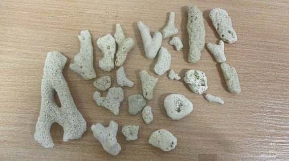 На Урале задержали туристку с кораллами из Красной книги