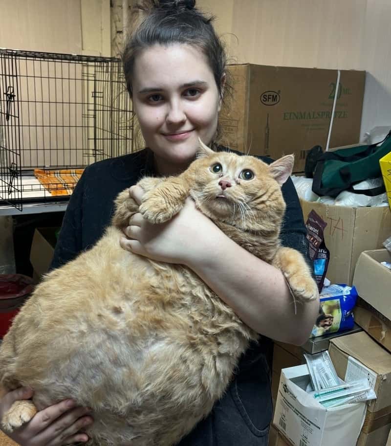 Любовь до ожирения: в Перми кота раскормили так, что он потерял способность ходить