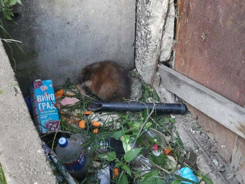 В Первоуральске спасли провалившуюся в яму ондатру