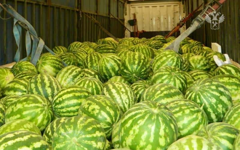 Уральские таможенники оформили за лето полторы тысячи тонн арбузов
