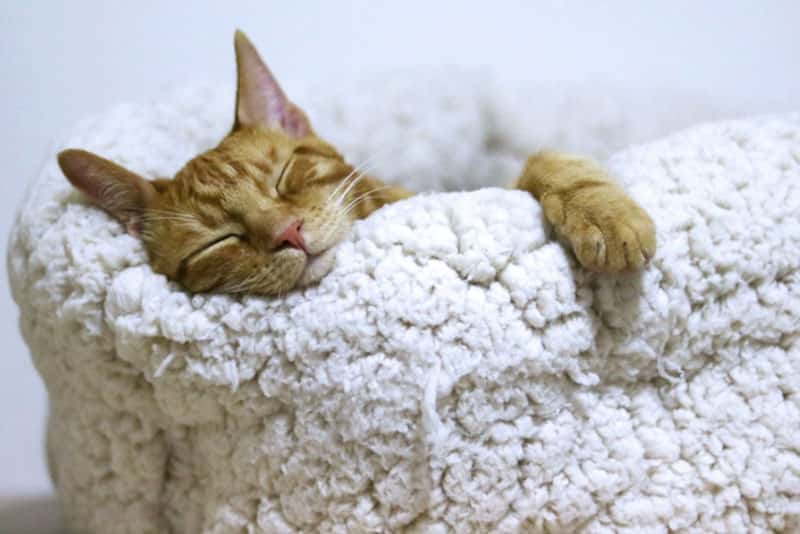 Врач дал советы по борьбе с бессонницей 