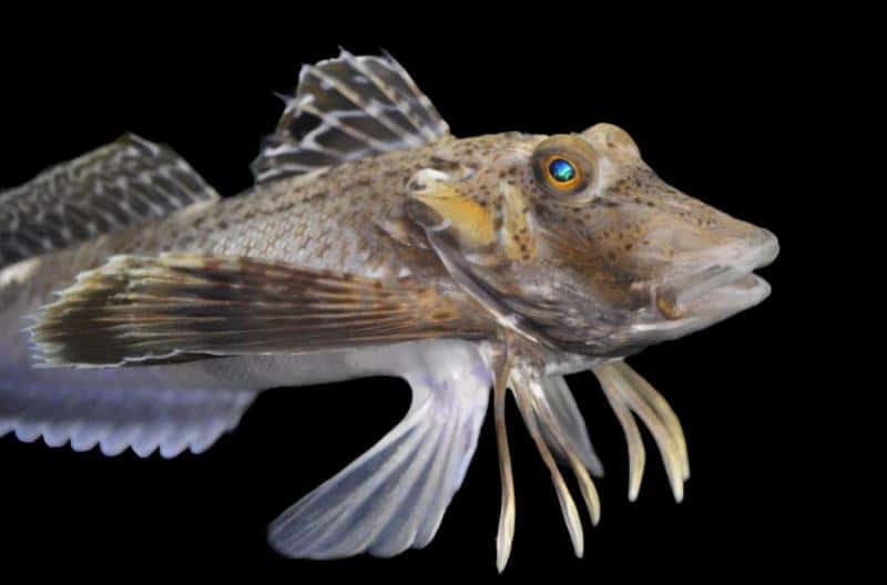 Крылатая рыба сделала эволюционный скачок и отрастила ноги