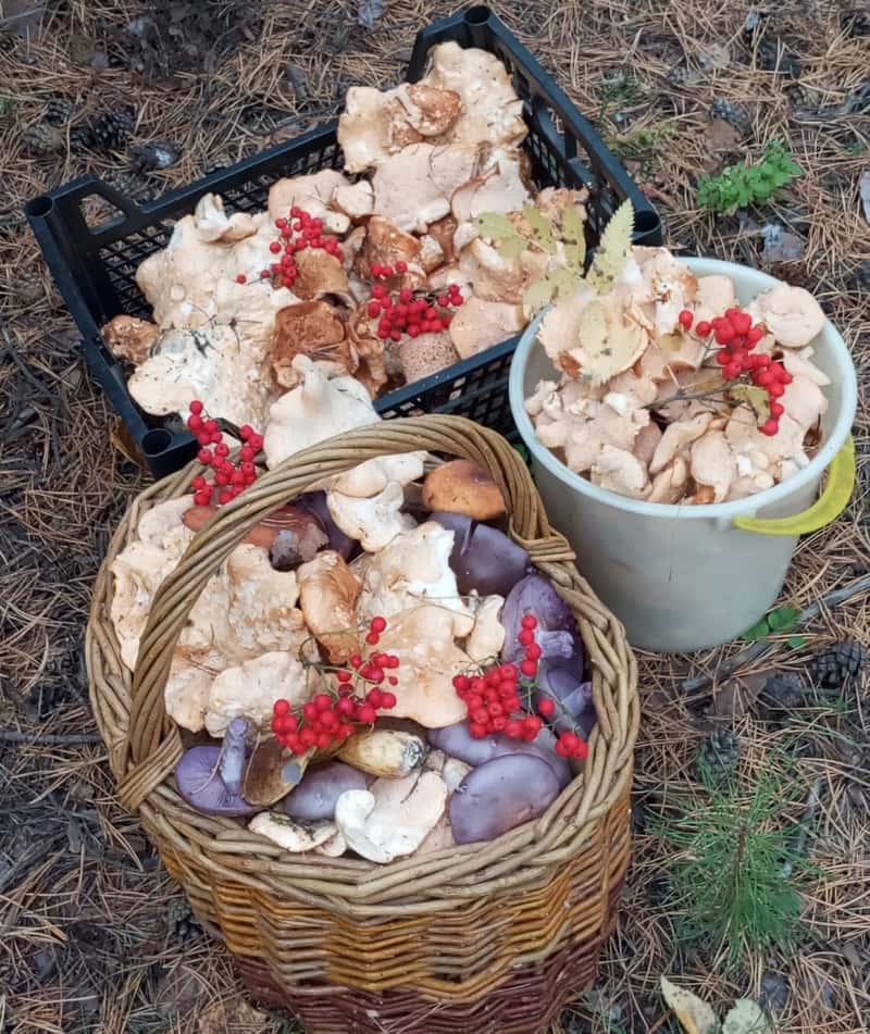 «Нет грибов? Конечно есть»: первоуральские грибники похвастались трофеями