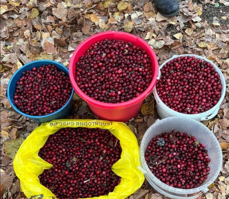 Первоуральцы собрали несколько ведер клюквы