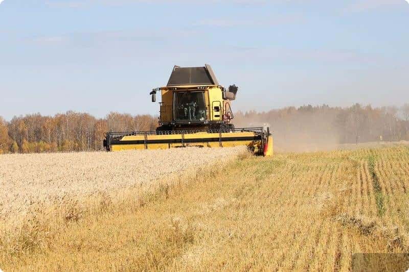 В Свердловской области выросла урожайность зерновых: планируется собрать около 780 тысяч тонн зерна
