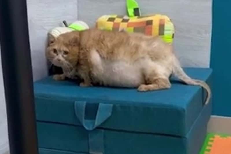 Пермский кот-толстяк Крошик похудел и запрыгнул на тумбочку