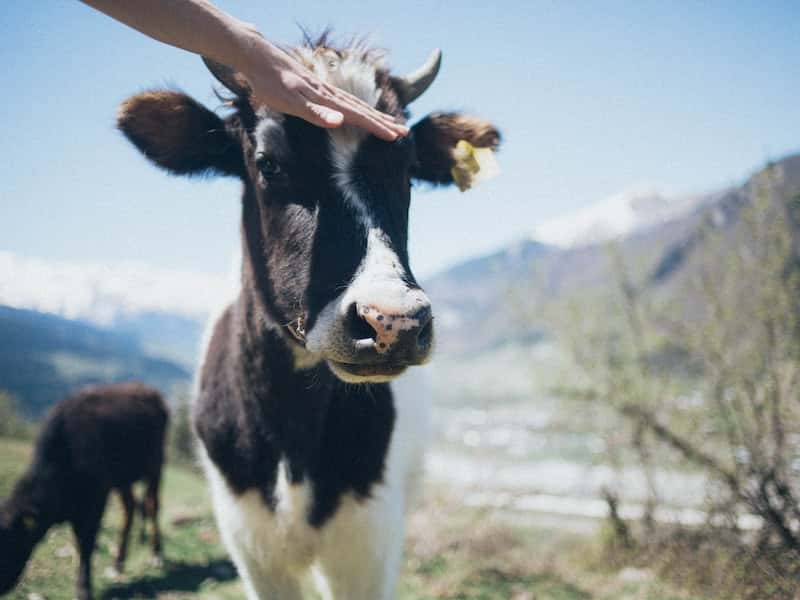 В России разработали тест-систему для выявления вируса блютанг у животных
