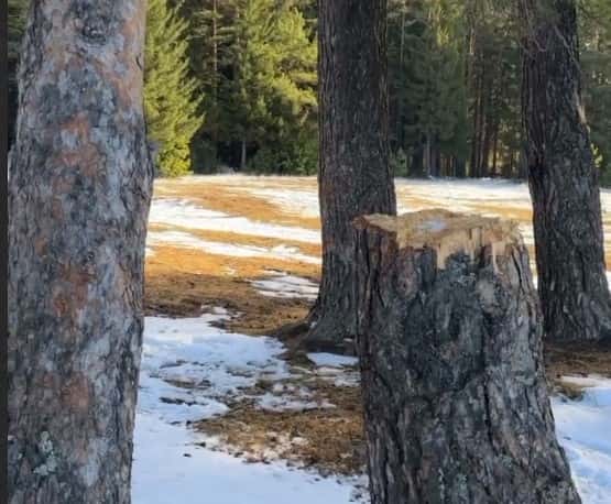 В Первоуральске неизвестные срубили деревья