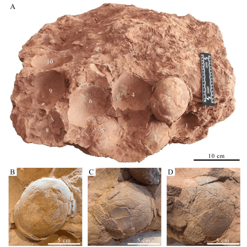 Китайские ученые нашли самое маленькое яйцо динозавра
