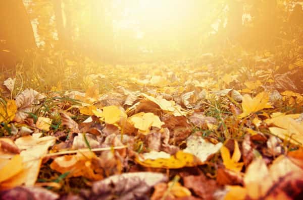 Врач назвала причины возникновения аллергии на листву