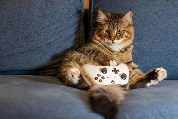 Каких людей не любят кошки: ветеринар рассказала об особенностях пушистых друзей