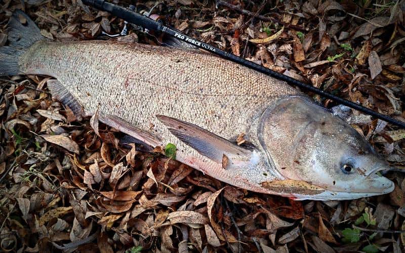 Свердловчанин поймал рыбу весом 9 килограммов