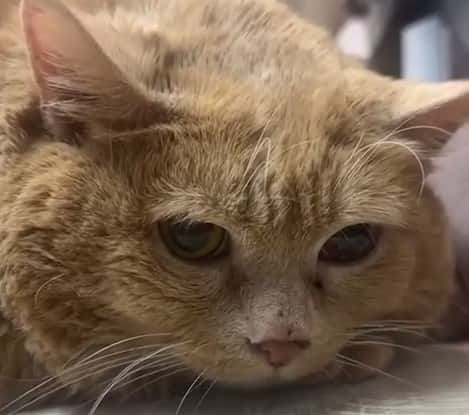 Кота Крошика госпитализировали в ветклинику: из-за ожирения у него пострадали внутренние органы