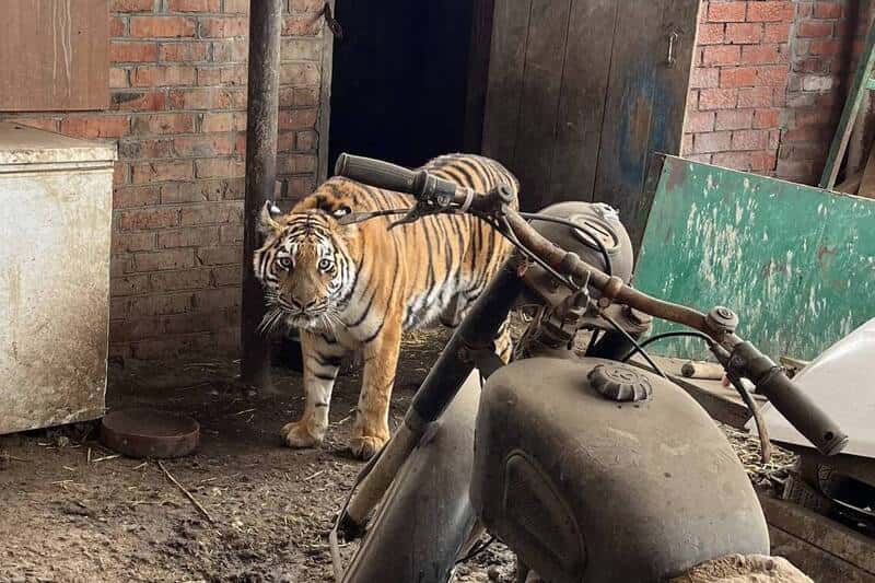 Животновод из Краснодарского края держал на участке тигрицу