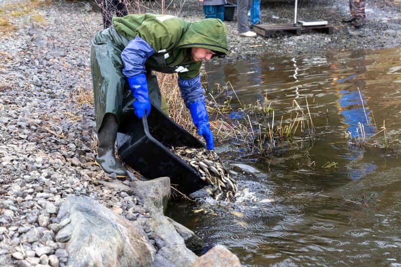 ПНТЗ запустил 53 тысячи мальков сазана в Волчихинское водохранилище