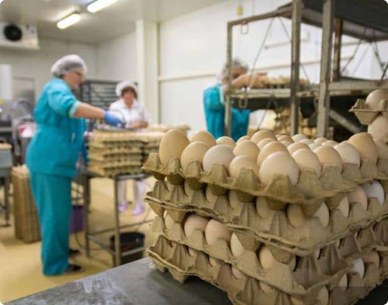 В Свердловской области план по производству яиц выполнили на 109%