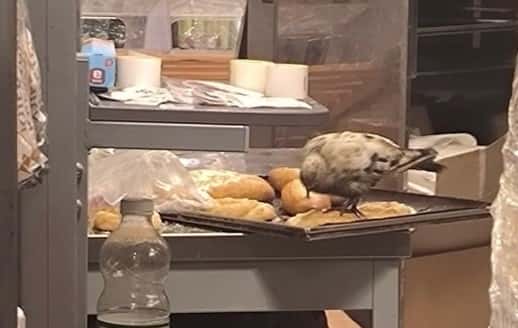 «Решил подкрепиться»: в «Пятерочке» Первоуральска голубь воровал хлеб