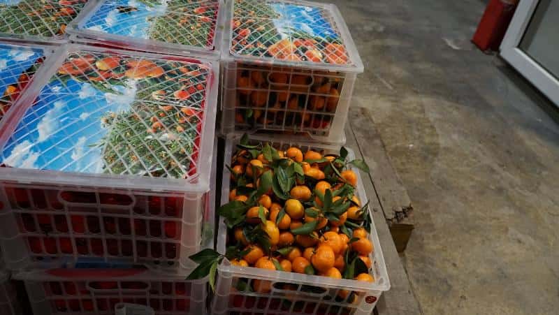 Для свердловчан завезли четыре тысячи тонн мандаринов перед Новым годом