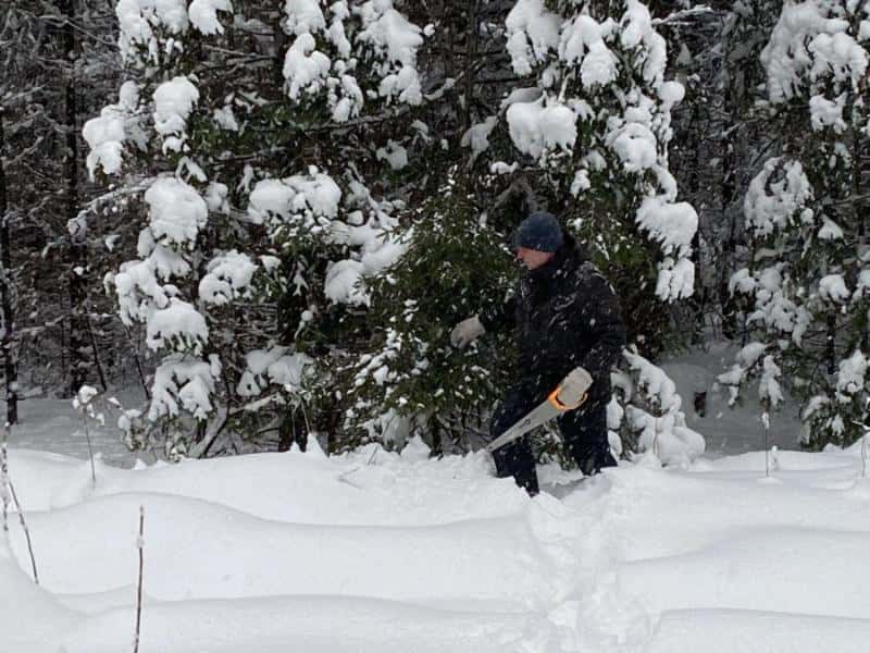 Готовь ель смолоду: первоуральцы смогут заготовить новогоднюю елку уже с 16 декабря