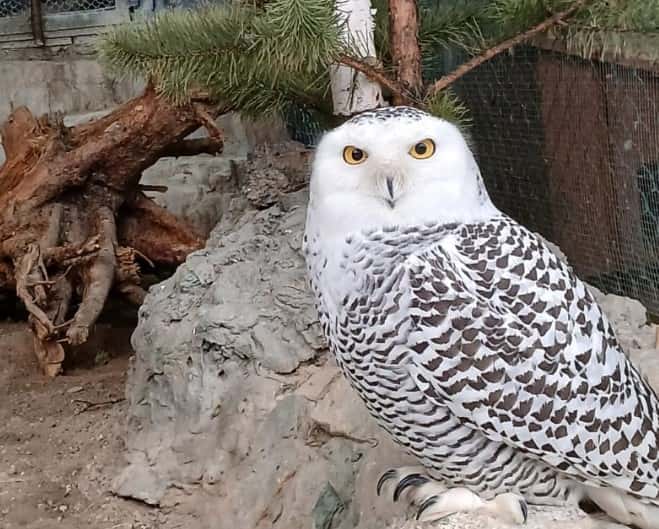 Сова Букля из «Гарри Поттера» поселилась в зоопарке Екатеринбурга